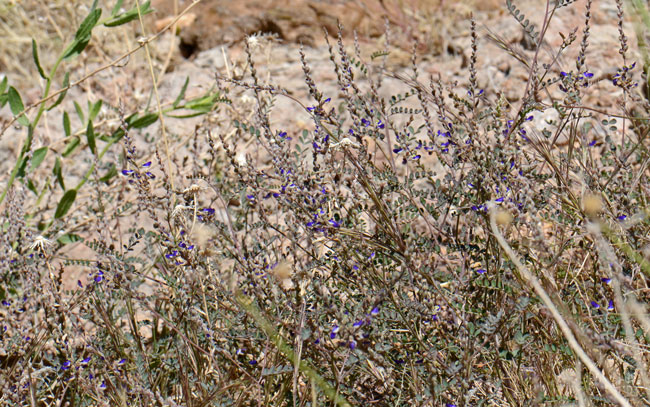 Marina parryi, Parry's False Prairie-clover, Southwest Desert Flora